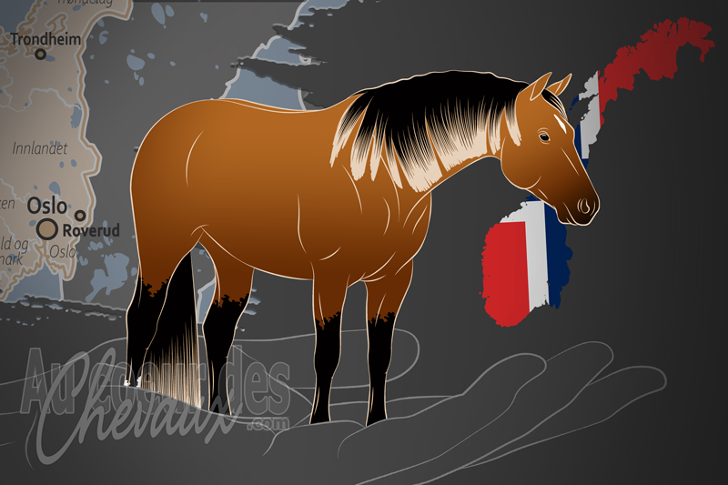 L'Association Norv�gienne du Quarter Horse, un organisme de gestion du quarter horse en norv�ge