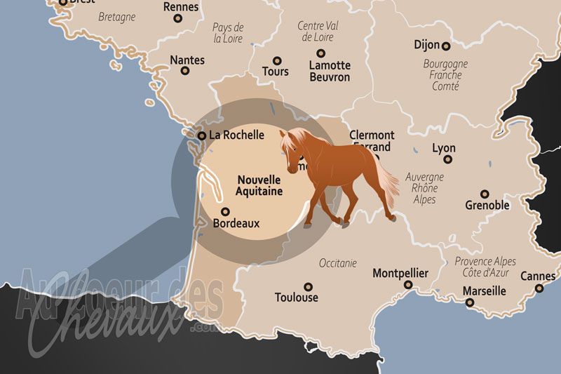 La R�gion Nouvelle Aquitaine, l'empire du cheval entre terres de sang et crins sauvages