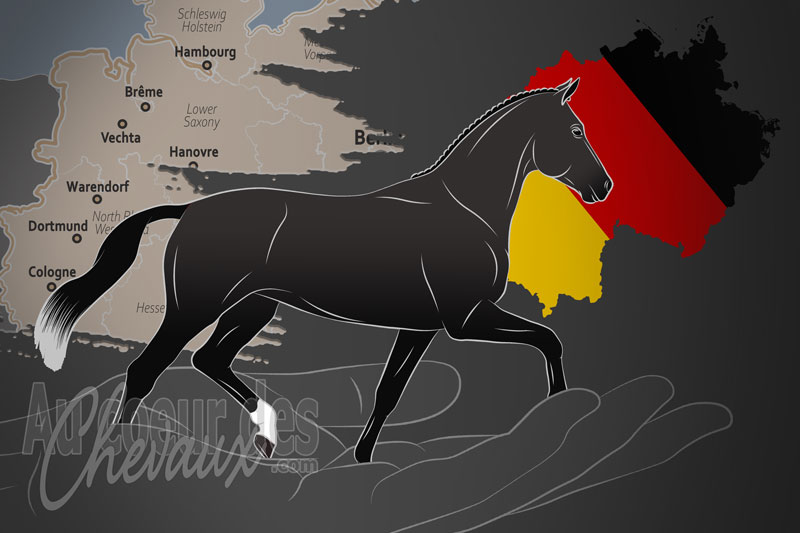 L'Association d'�levage de Chevaux Oldenbourg, une organisation qui g�re le cheval oldenbourg en allemagne