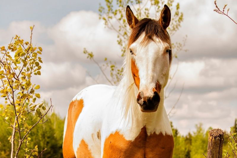 La t�te du Paint Horse