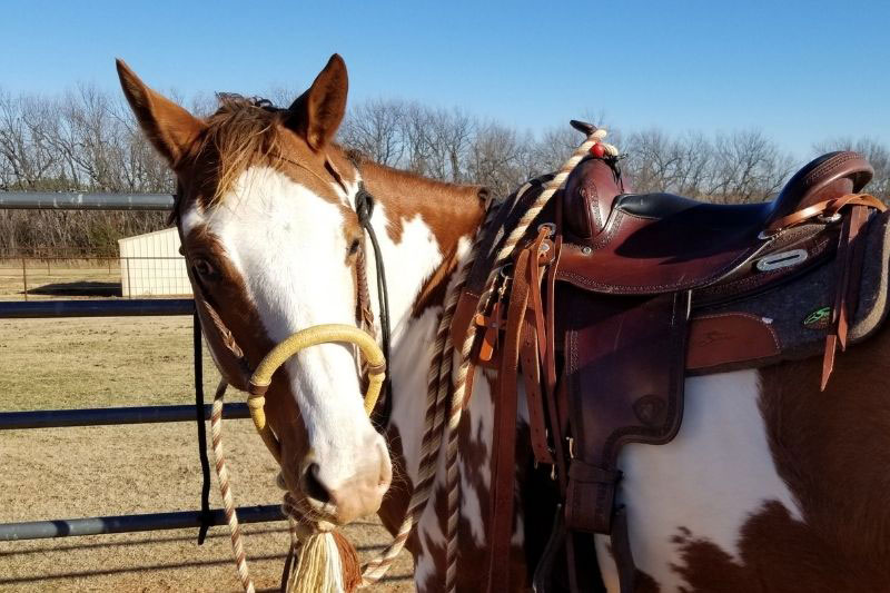 Une vue du American Paint Horse avec un harnachement