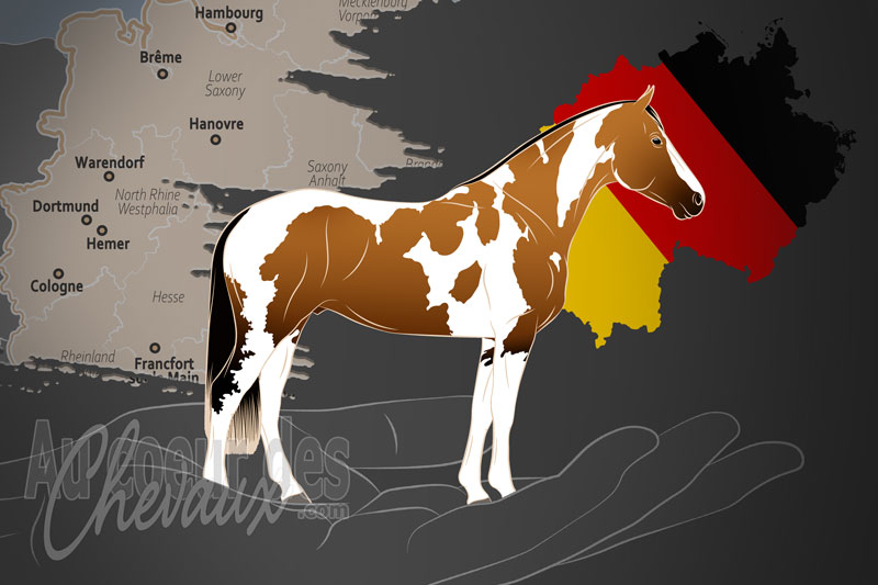 L'American Paint Horse Club d'Allemagne e.V., une organisation qui g�re le paint horse en allemagne