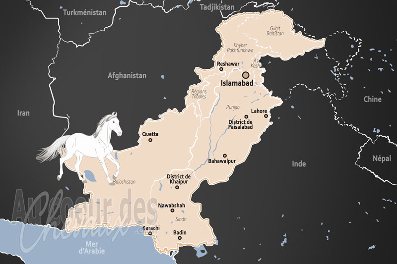 Le Pakistan, h�ritage de l'indus et traditions de la cavalerie
