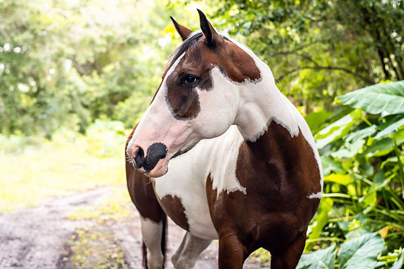 Un cheval avec une robe pie