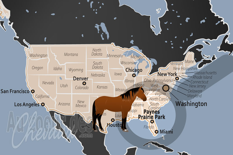 Le Parc de Paynes Prairie, le galop des fant�mes espagnols au c?ur de la floride
