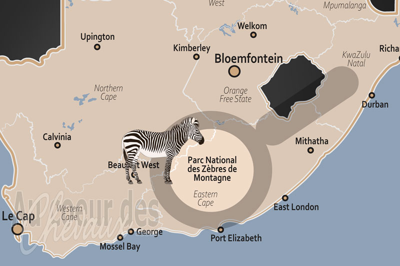 Le Parc National des Z�bres de Montagne, le galop des rayures de nacre au c?ur du karoo