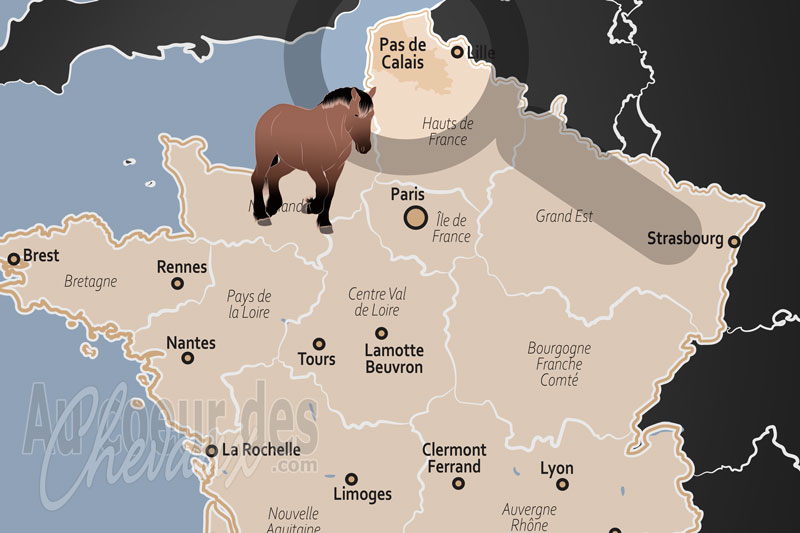 Le D�partement du Pas de Calais, berceau du cheval boulonnais et terre d'excellence �questre