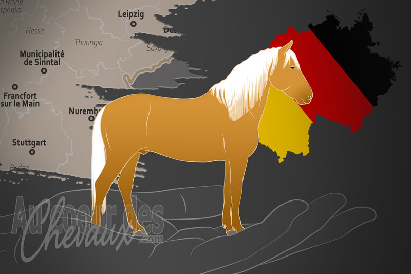 L'Association Europ�enne du Paso Fino e.V., une organisation qui g�re le cheval paso fino en allemagne