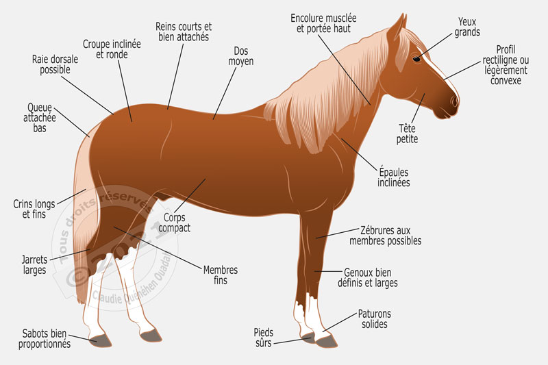 Le cheval Paso Péruvien - Royal Horse