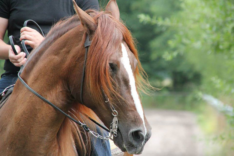 Une vue de la t�te du Cheval Paso P�ruvien avec une liste