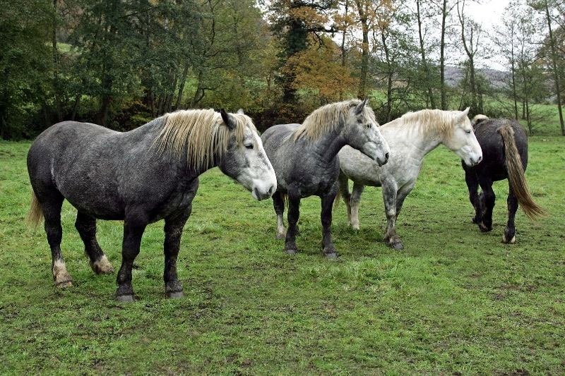Le Percheron au p�turage