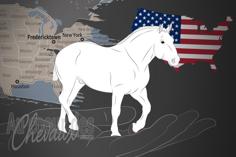 La Soci�t� du Cheval Percheron d'Am�rique, un organisme de gestion du percheron aux �tats-unis