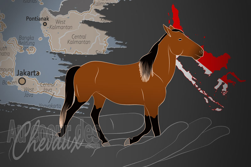 L'Association Indon�sienne des Sports �questres, un organisme de gestion du minahasa en indon�sie