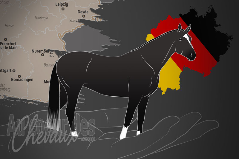 L'Association d'�levage du Cheval Bade Wurtemberg E.v., une organisation qui g�re les races de chevaux du bade wurtemberg