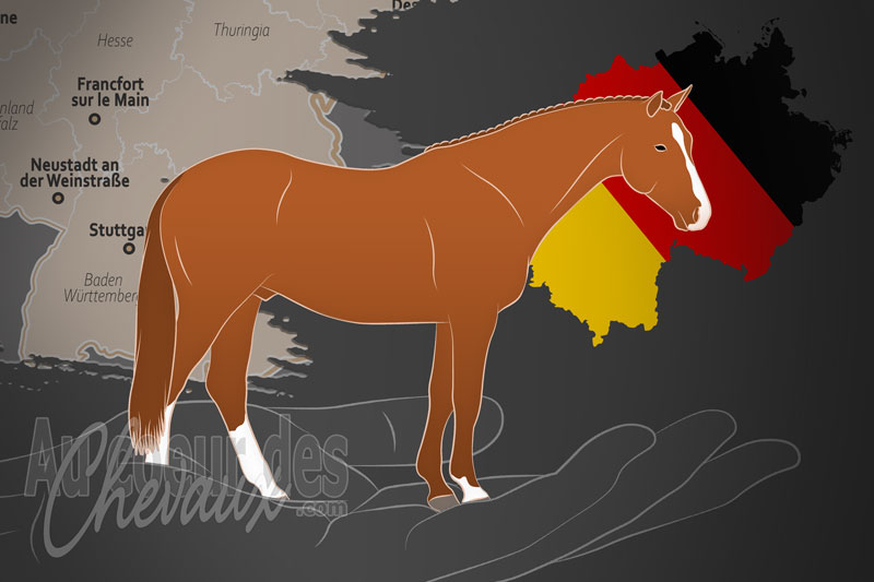 La Pferdezuchtverband Brandenburg Anhalt e.V. un organisme de race en Allemagne