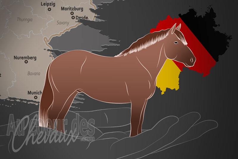 L'Association d'�levage du Cheval de Trait de Saxe Thuringe e.V., une organisation qui g�re le cheval de trait de saxe thuringe en allemagne