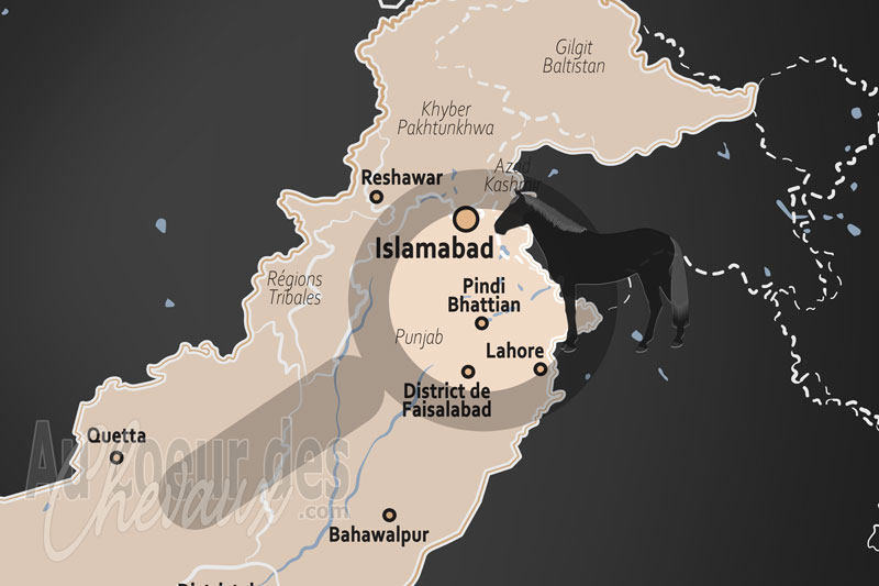 Pindi Bhattian, bastion de la culture �questre et de la traction au c?ur du pendjab