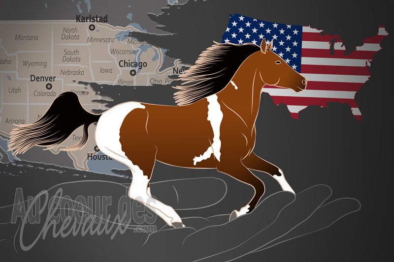 Le Registre des Chevaux Pintabian Inc., un organisme de gestion du pintabian aux �tats unis