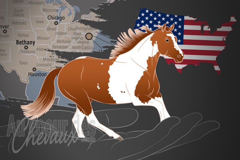 La Pinto Horse Association of America un organisme de race aux �tats Unis