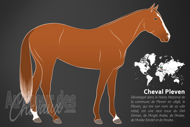 Le Pleven un cheval de selle originaire de la Bulgarie