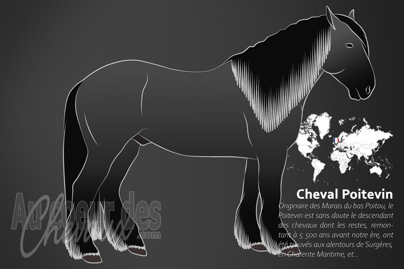Le Poitevin un cheval de trait originaire de la France