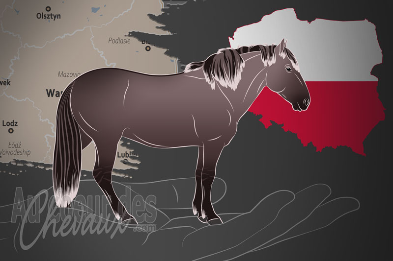 L'Association Polonaise des �leveurs de Chevaux, un organisme de gestion de race de chevaux en Pologne