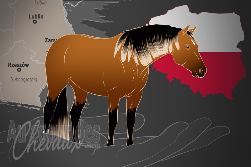 La Polish Quarter Horse Association un organisme de race en Pologne