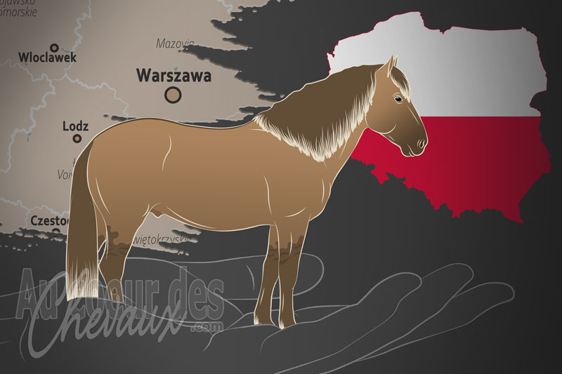 La Polski Zwiazek Hodowc�w Koni un organisme de race en Pologne
