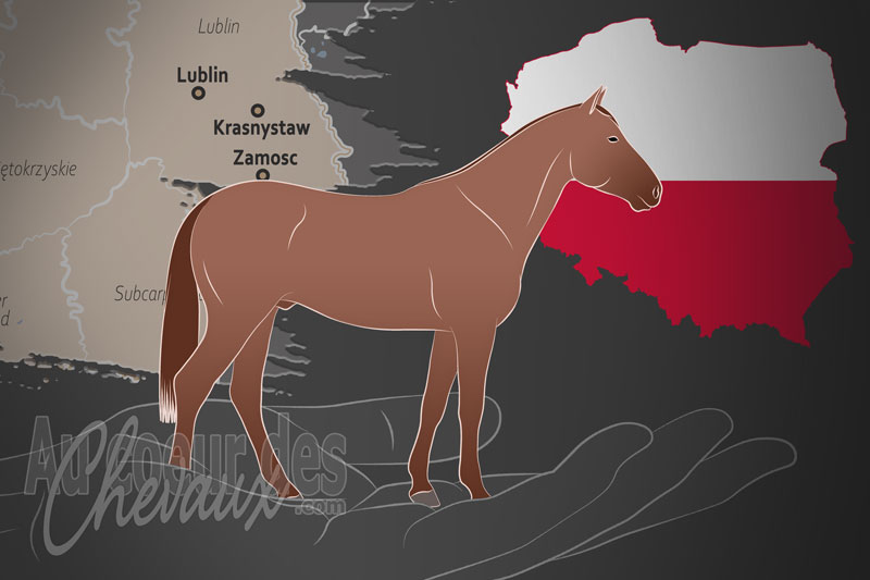 La Polski Zwiazek Hodowcow Koni Malopolskich un organisme de race en Pologne