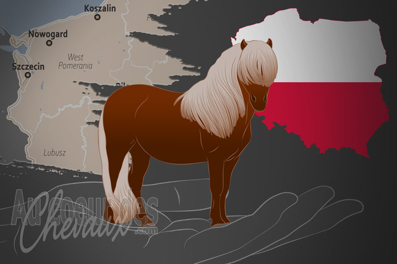 La Polskie Towarzystwo Kuce Szetlandzkie un organisme de race en Pologne