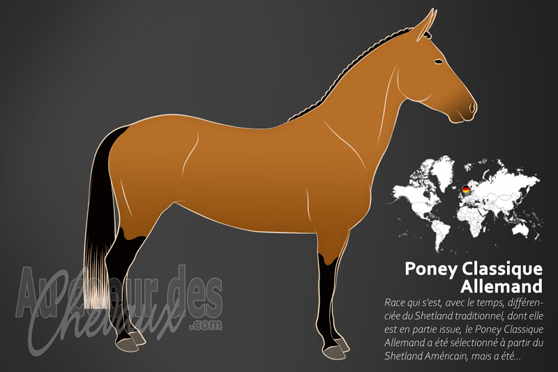 Le Poney Classique Allemand un poney originaire de l'Allemagne