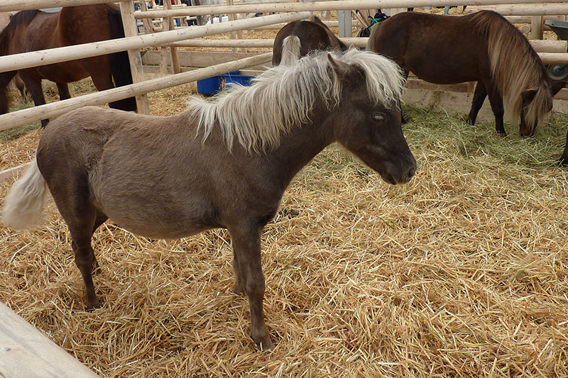 Une vue du Poney Classique Allemand dans un enclos