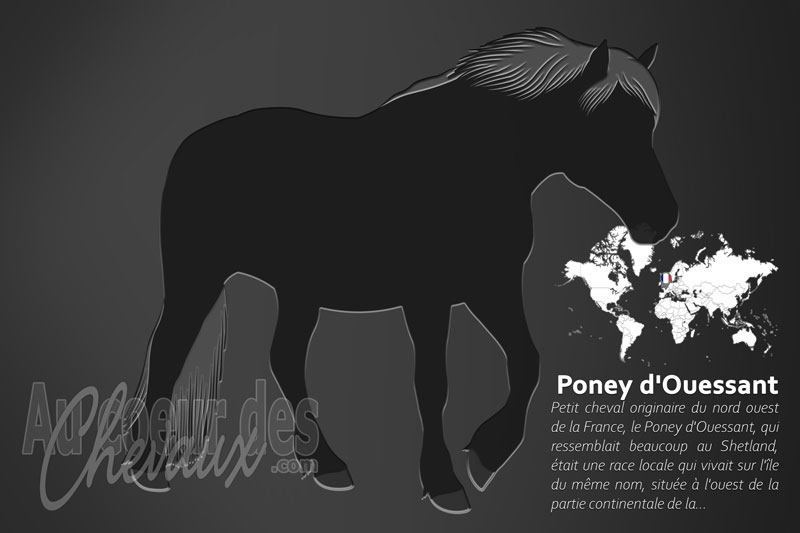Le Poney d'Ouessant un poney originaire de la France