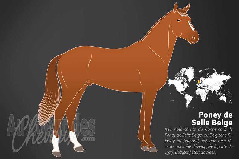 Le Poney de Selle Belge un poney originaire de la Belgique
