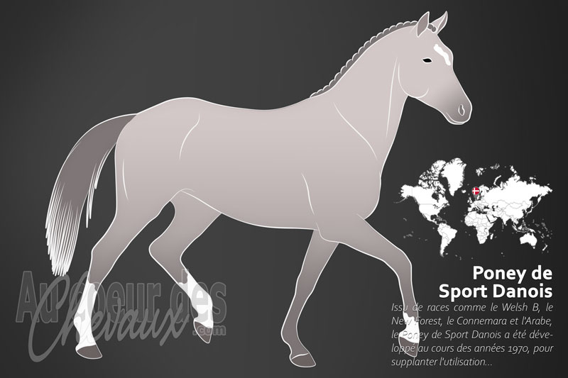 Le Poney de Sport Danois un poney originaire du Danemark