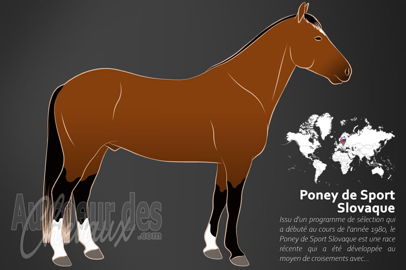 Le Poney de Sport Slovaque un poney originaire de la Slovaquie