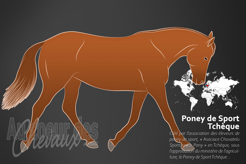 Le Poney de Sport Tch�que un poney originaire de la Tch�quie