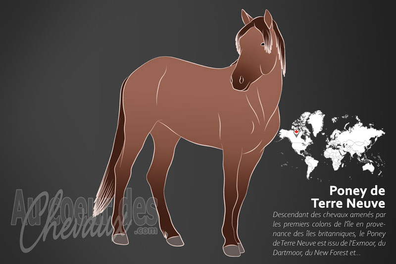 Le Poney de Terre Neuve un poney originaire du Canada