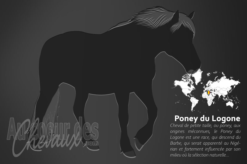 Le Poney du Logone un poney originaire du Tchad
