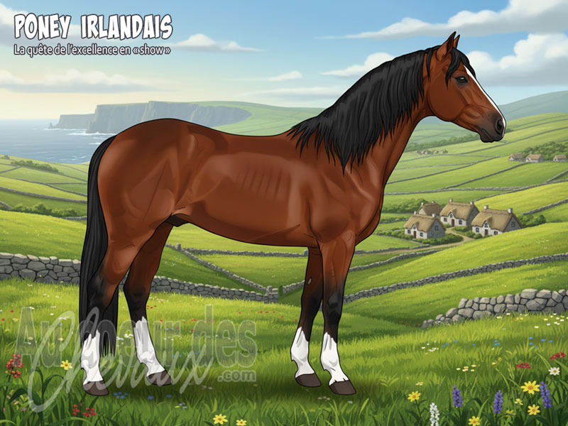 Le Poney Irlandais, la qu�te de l'excellence en � show �