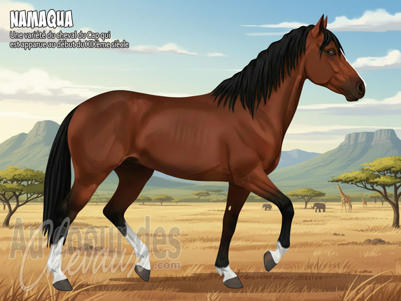 Le Poney Namaqua, le survivant des d�serts sud-africains