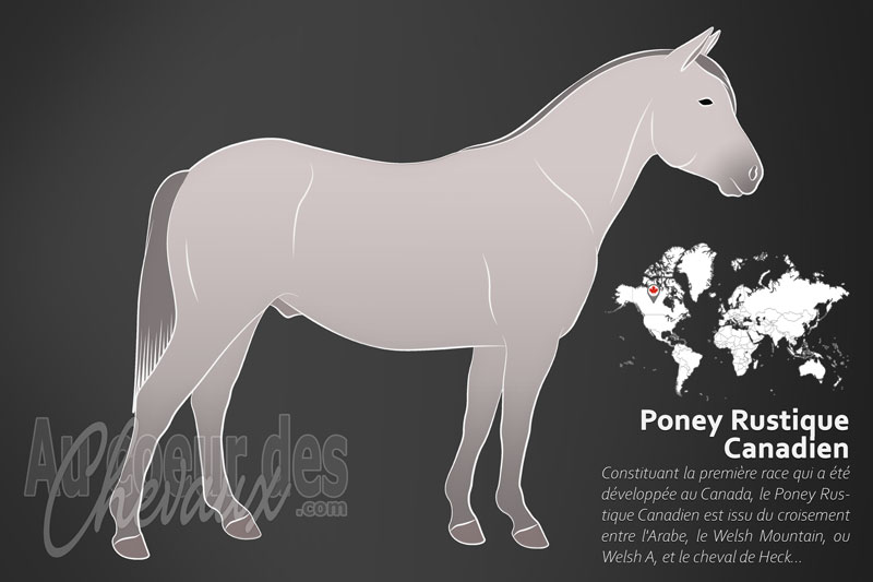 Le Poney Rustique Canadien un poney originaire du Canada