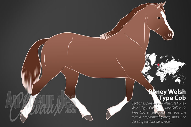 Le Poney Welsh Type Cob, la force cach�e des vall�es