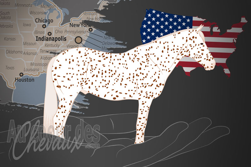Le Club du Poney des Am�riques Inc., un organisme de gestion du poney des am�riques aux �tats unis