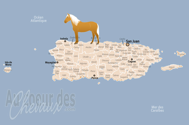 Porto Rico, la terre sainte du paso fino