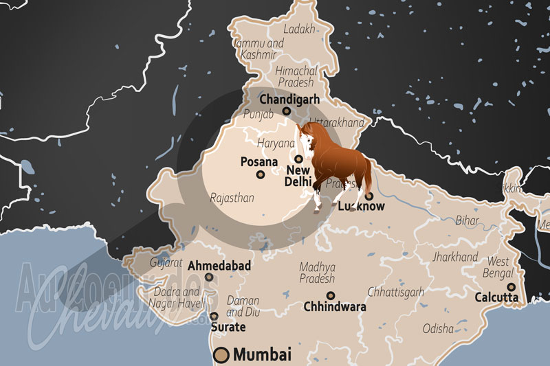 Posana, le berceau du cheval marwari et l'h�ritage �questre du rajasthan