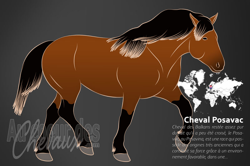 Le Posavac un cheval de trait originaire de la Croatie