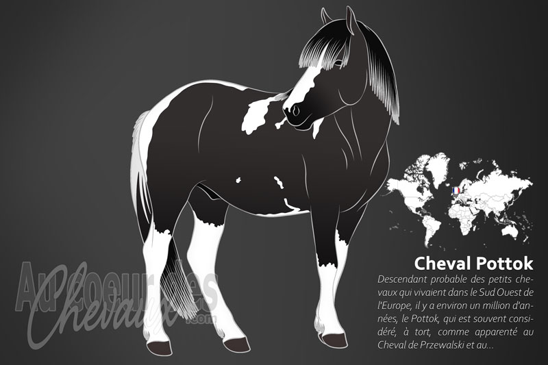Le Pottok un poney originaire de la France