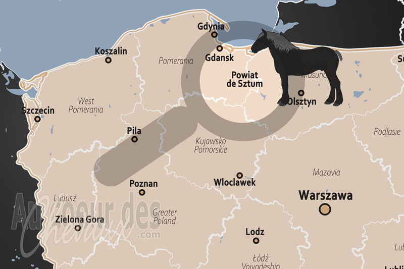 Le Powiat de Sztum, la forteresse du cheval de trait � sztumski �