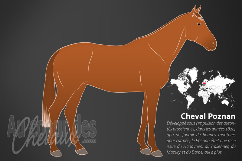 Le Poznan un cheval de selle originaire de la Pologne